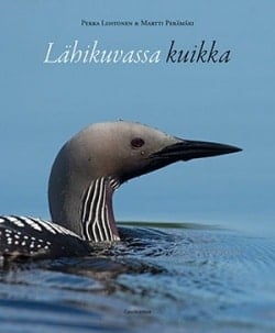 Lähikuvassa kuikka