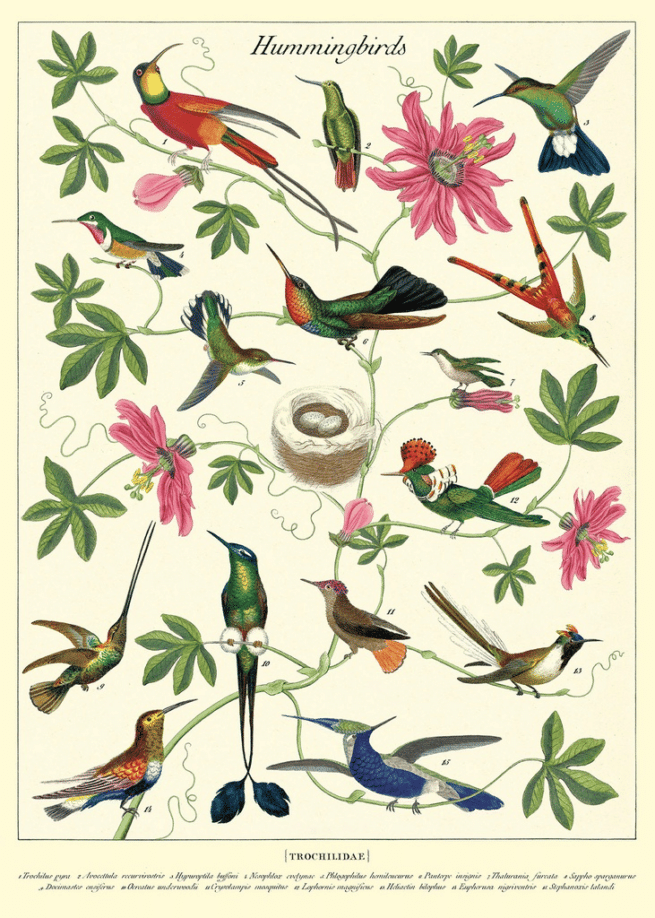 Cavallini Hummingbirds juliste