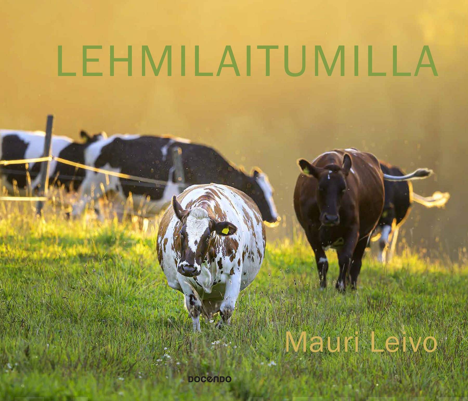 Lehmilaitumilla