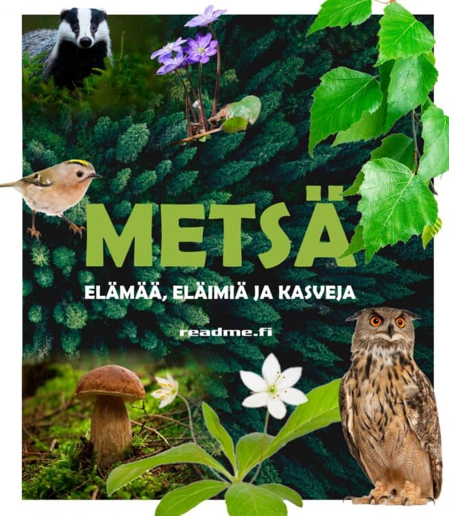 Metsä : elämää, eläimiä, kasveja