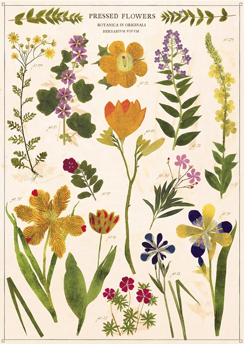 Cavallini Pressed Flowers juliste