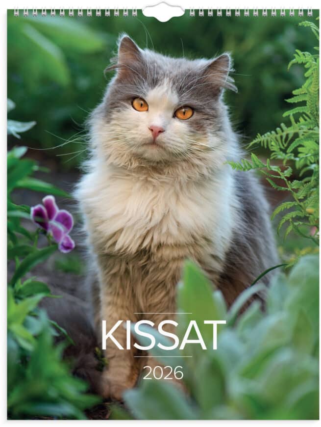 Kissat 2026 seinäkalenteri