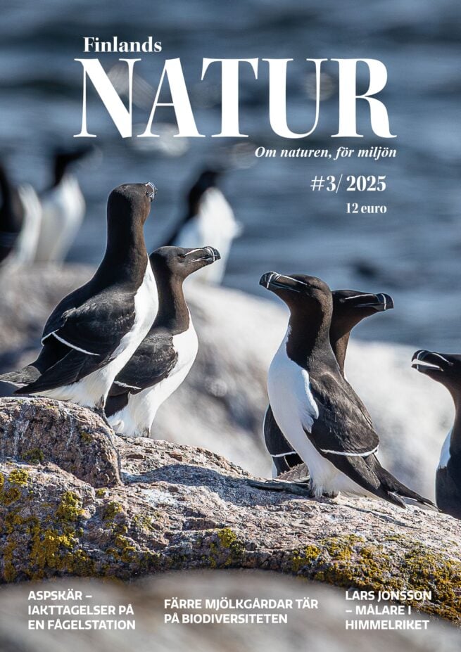 Finlands Natur - Om naturen, för miljön #3/2025