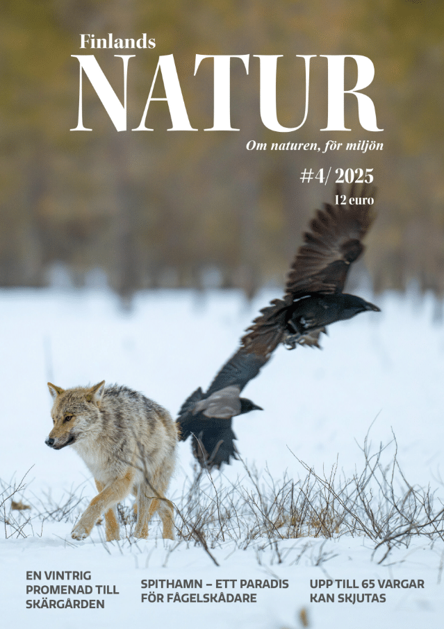 Finlands Natur – Om naturen, för miljön #4/2025 Suomen vanhin kirjakauppa - Vuodesta 1899