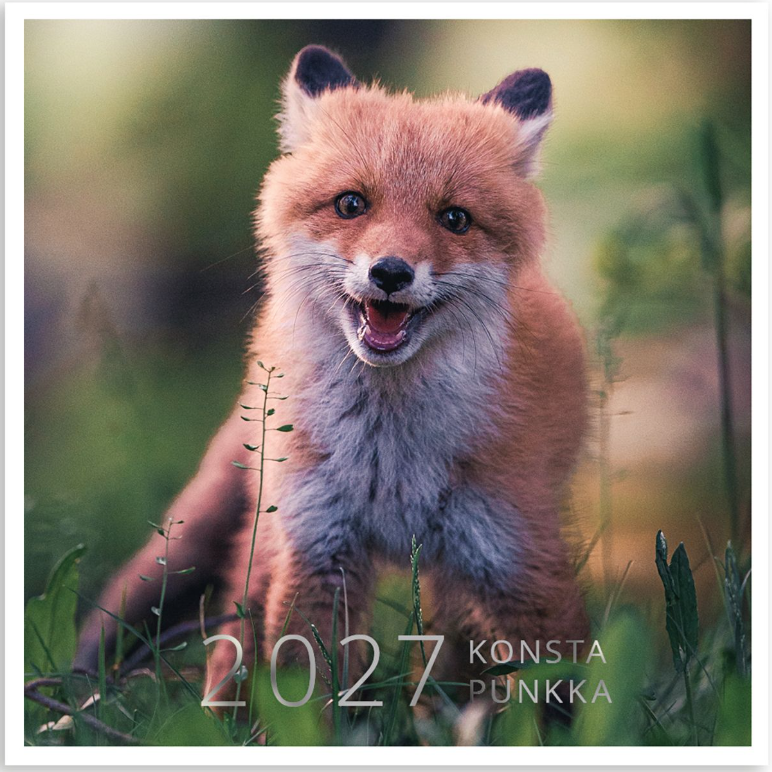Konsta Punkka 2027 seinäkalenteri Konsta Punkka 2027 seinäkalenteri Suomen vanhin kirjakauppa - Vuodesta 1899