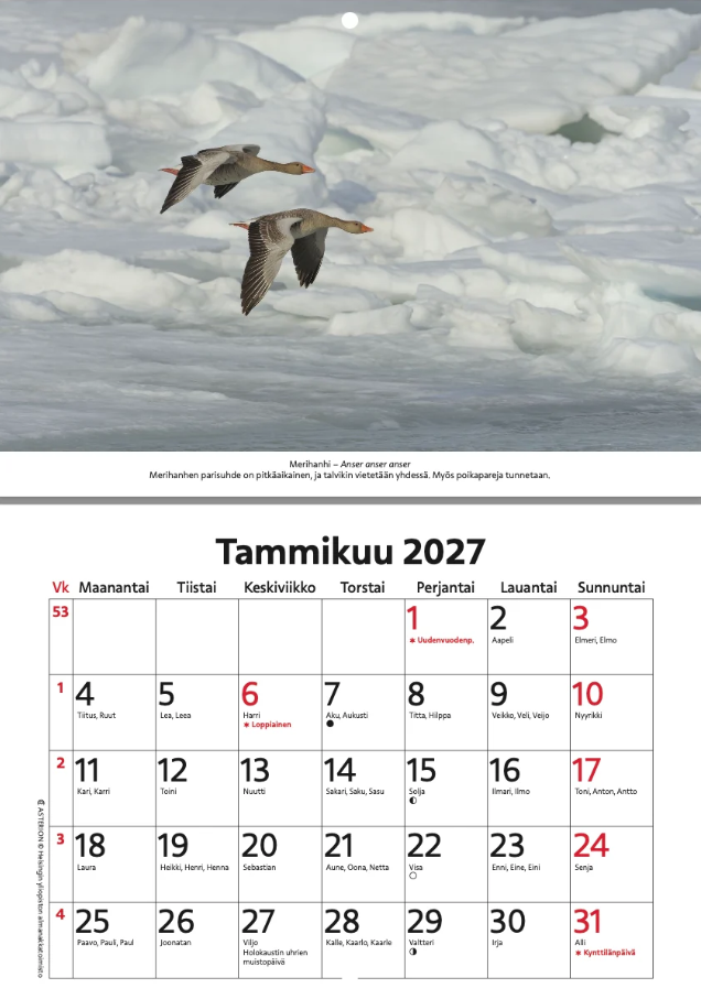 Itämeren saaristolintuja 2027 seinäkalenteri Itämeren saaristolintuja 2027 seinäkalenteri - Image 2